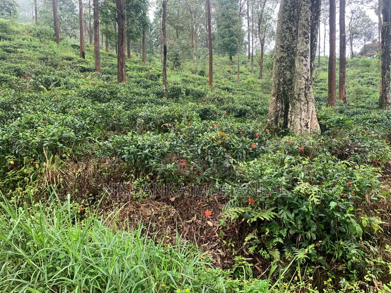 Valuable Land for Sale in Pussellawa