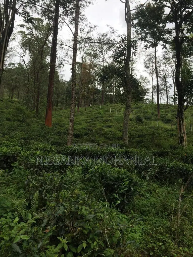 Valuable Land for Sale in Pussellawa