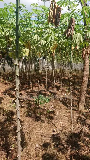 16 Perch Land for Sale in Horana