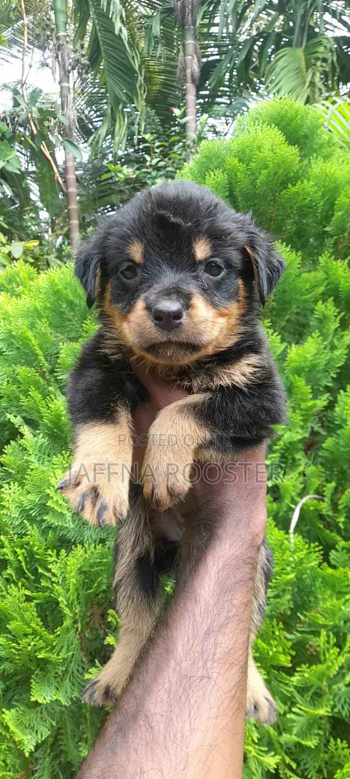 0-1 month Male Purebred Rottweiler