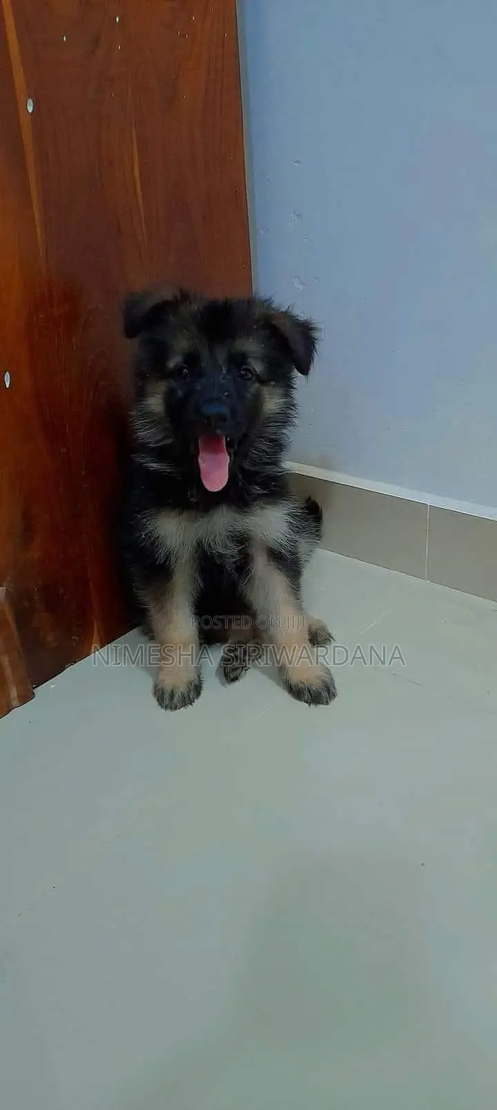 0-1 month Male Purebred German Shepherd