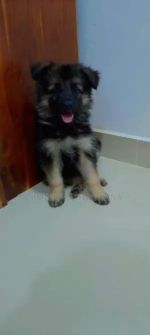 0-1 month Male Purebred German Shepherd