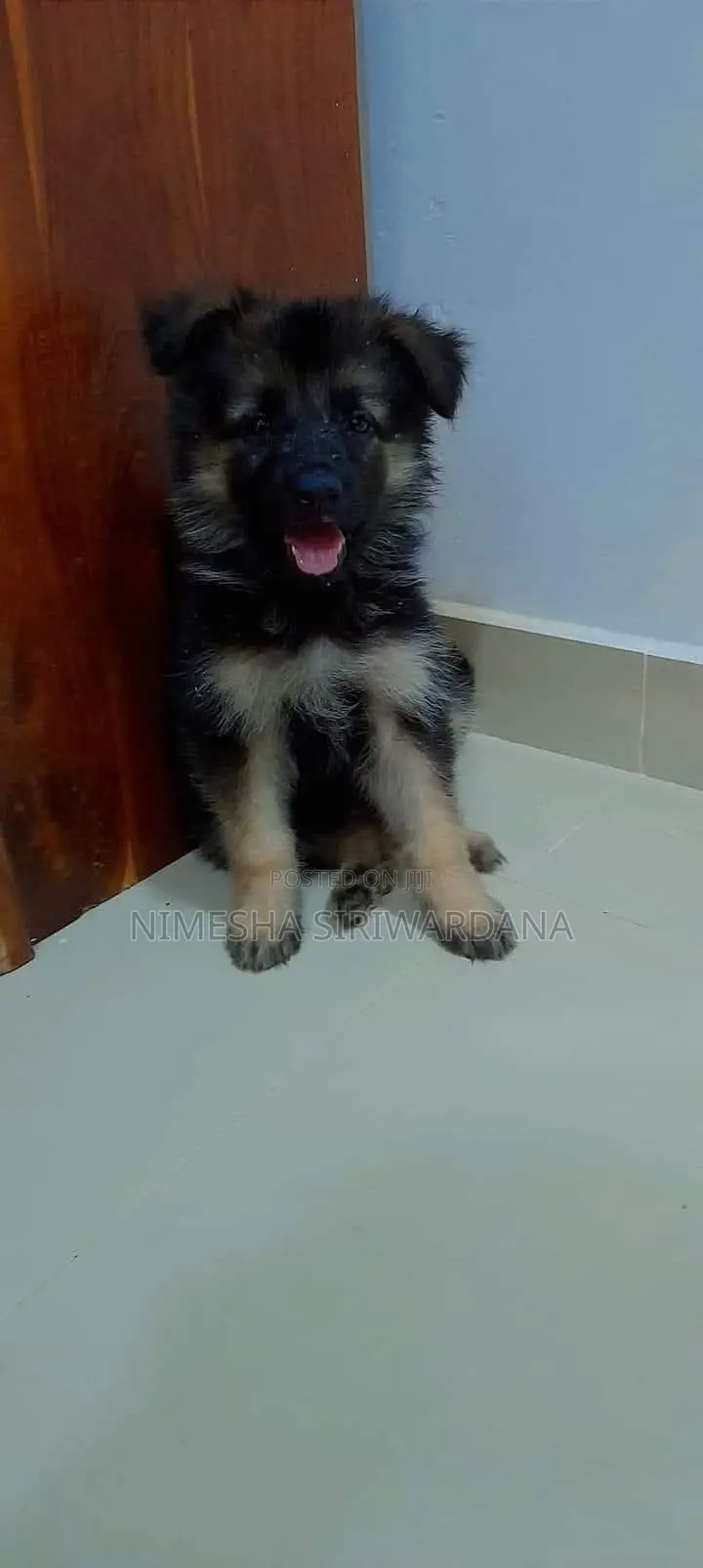0-1 month Male Purebred German Shepherd
