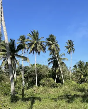 Photo - Coconut Land