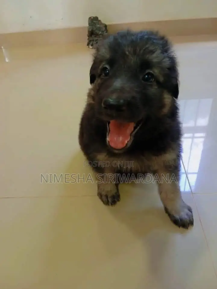 0-1 month Male Purebred German Shepherd
