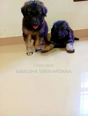 0-1 month Male Purebred German Shepherd
