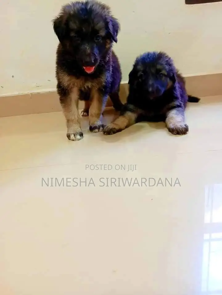 0-1 month Male Purebred German Shepherd