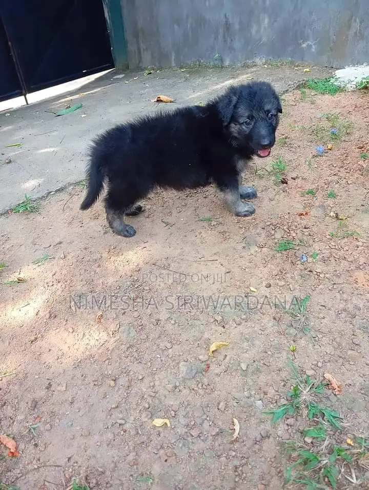 0-1 month Male Purebred German Shepherd