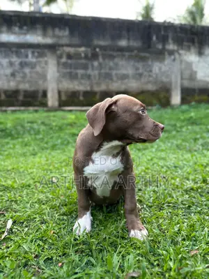 Photo - 1-3 months Female Purebred American Bully