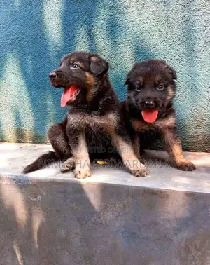 Photo - 0-1 month Female Purebred German Shepherd
