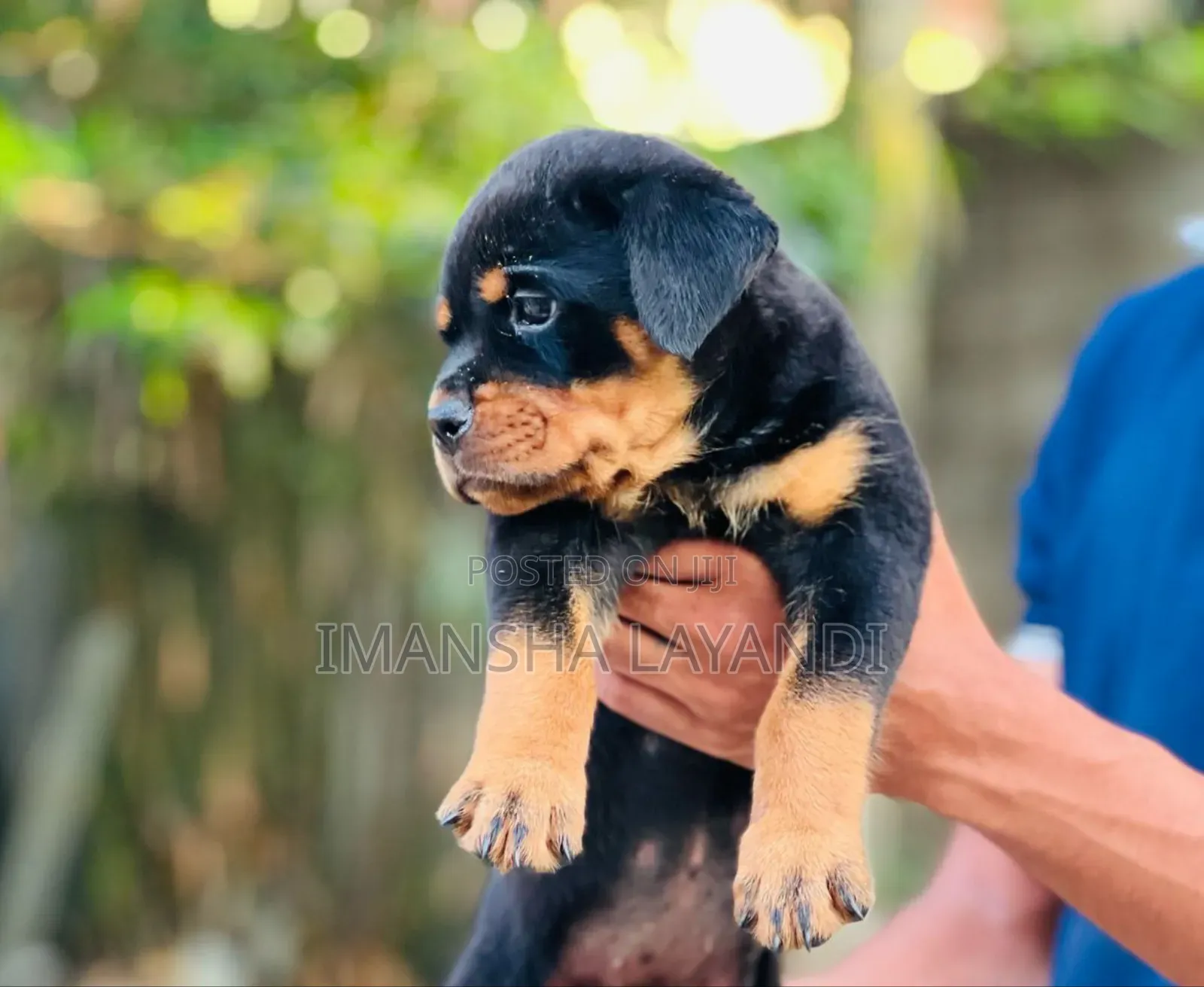 1-3 months Female Purebred Rottweiler