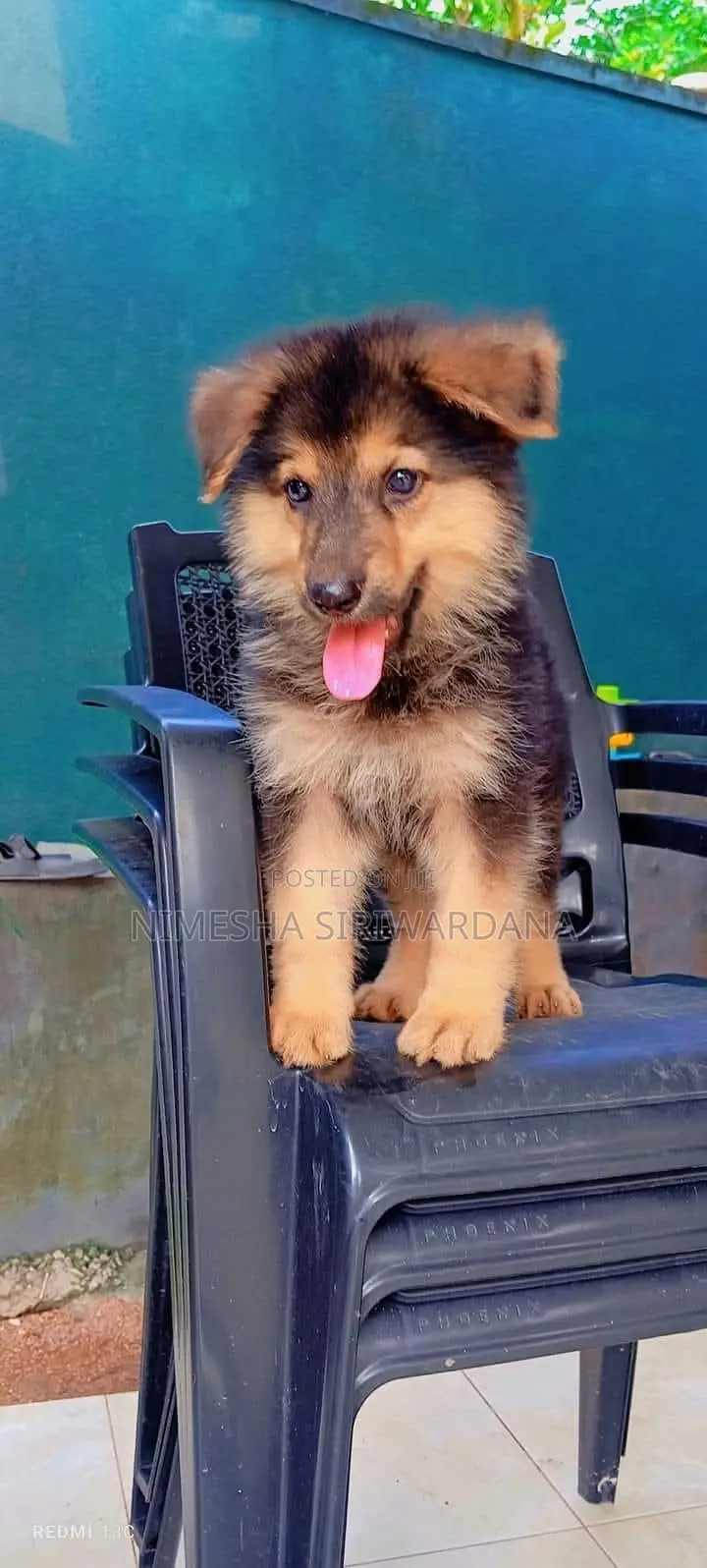 0-1 month Male Purebred German Shepherd
