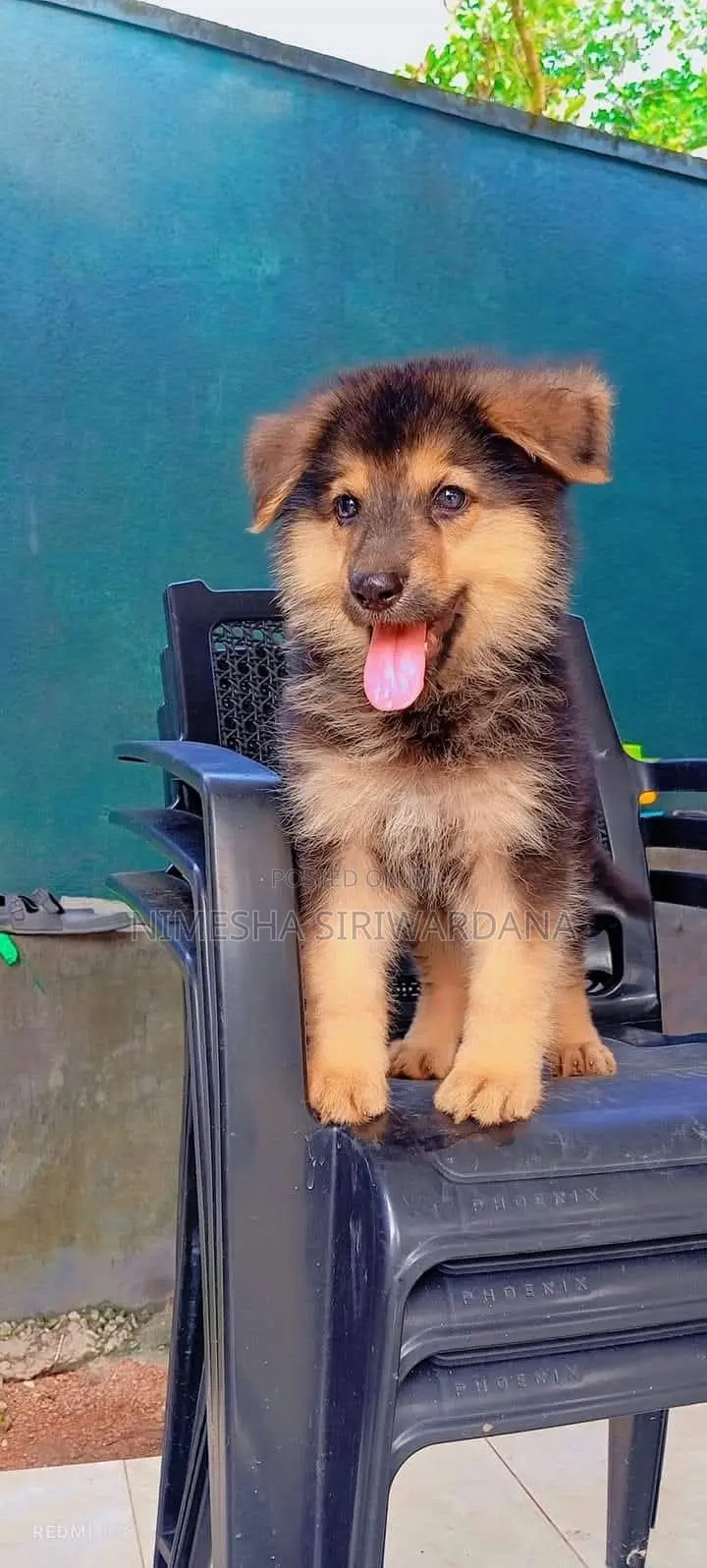 0-1 month Male Purebred German Shepherd