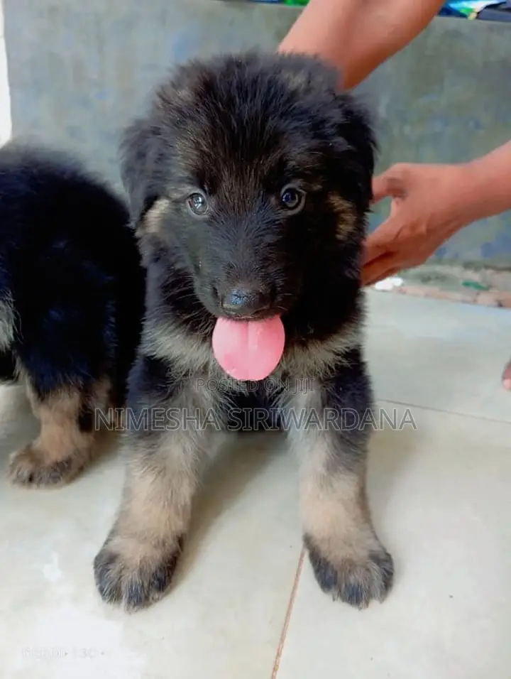 0-1 month Male Purebred German Shepherd