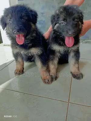 0-1 month Male Purebred German Shepherd