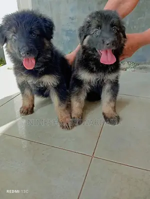 0-1 month Male Purebred German Shepherd