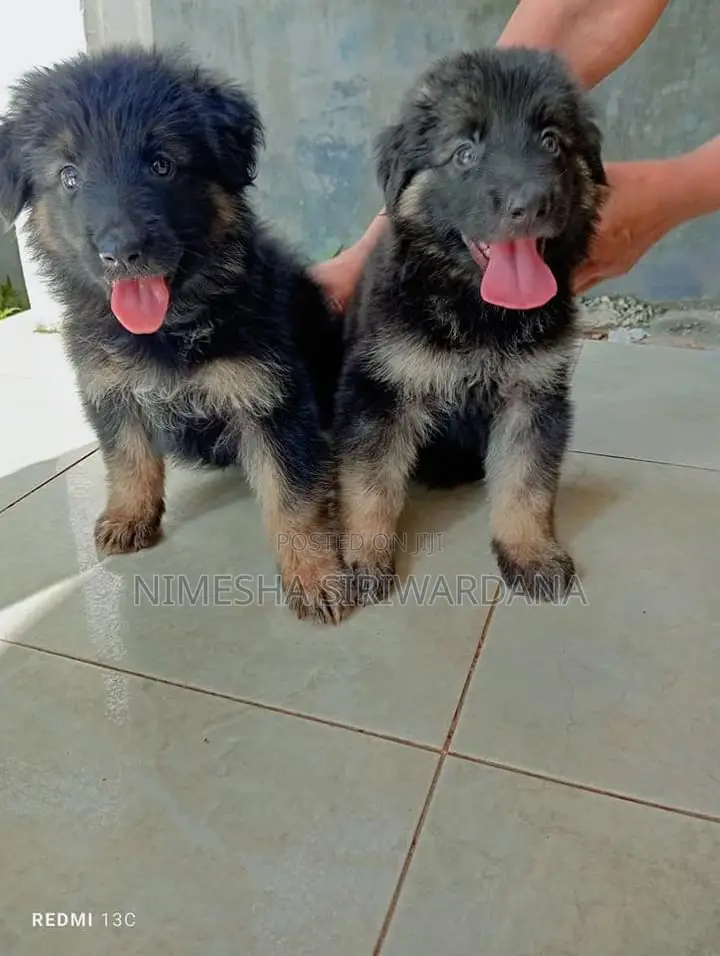 0-1 month Male Purebred German Shepherd