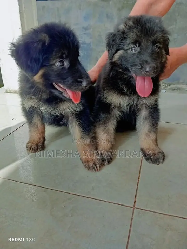 0-1 month Male Purebred German Shepherd