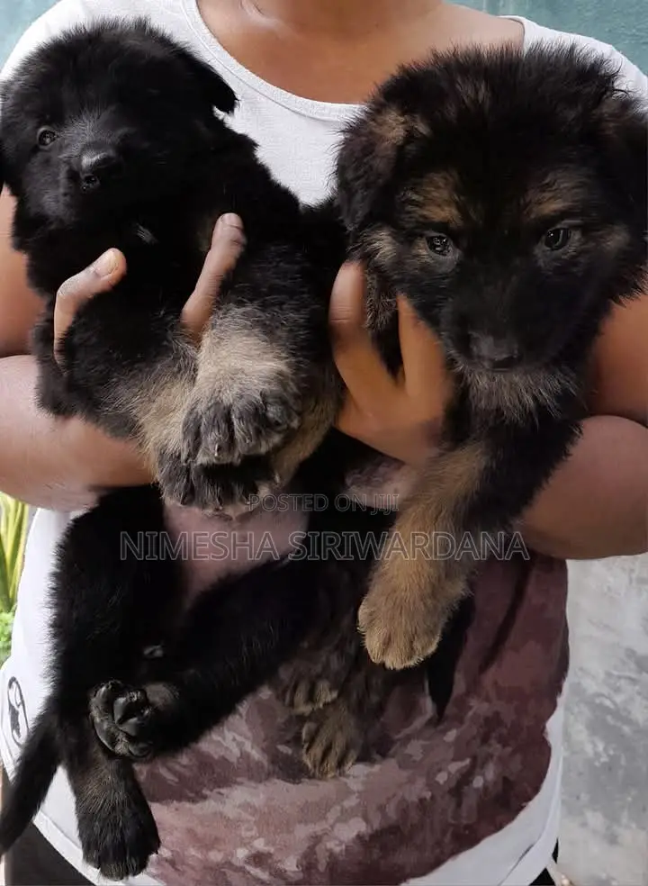 0-1 month Male Purebred German Shepherd