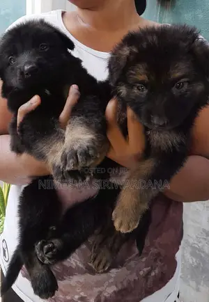 0-1 month Male Purebred German Shepherd