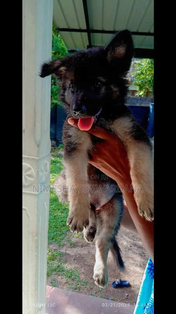 1-3 months Male Purebred German Shepherd