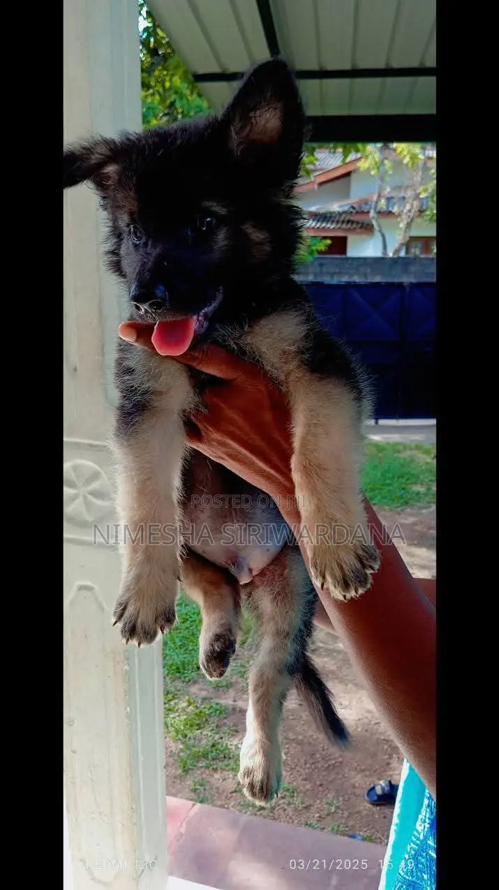 1-3 months Male Purebred German Shepherd