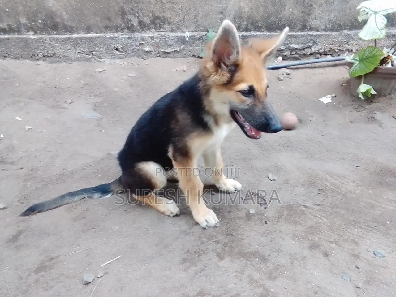 1-3 months Female Purebred German Shepherd