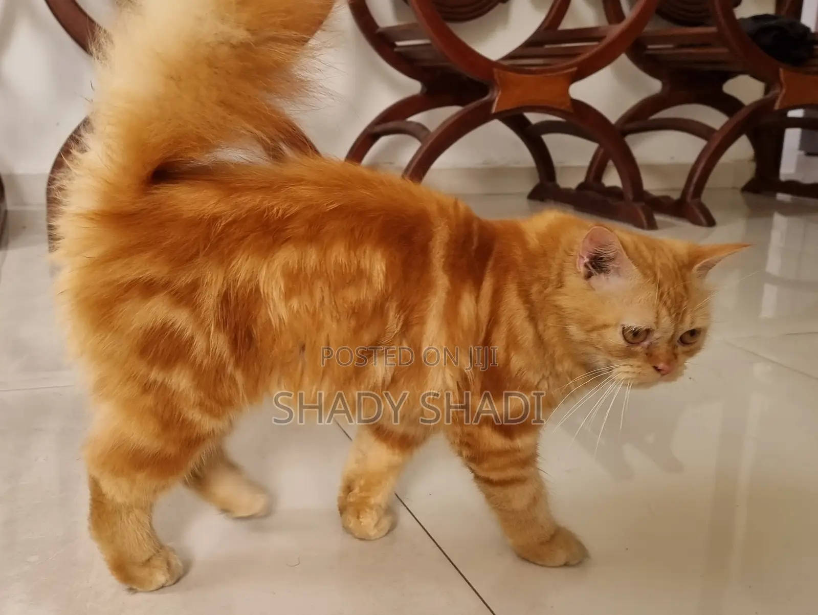 1-3 months Male Purebred Persian