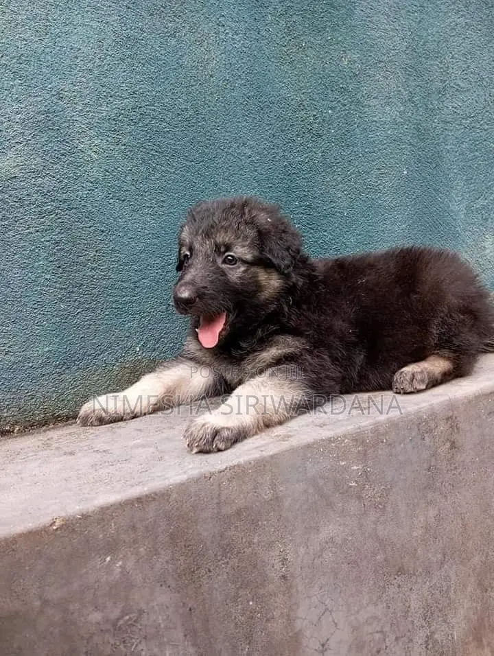 0-1 month Male Purebred German Shepherd