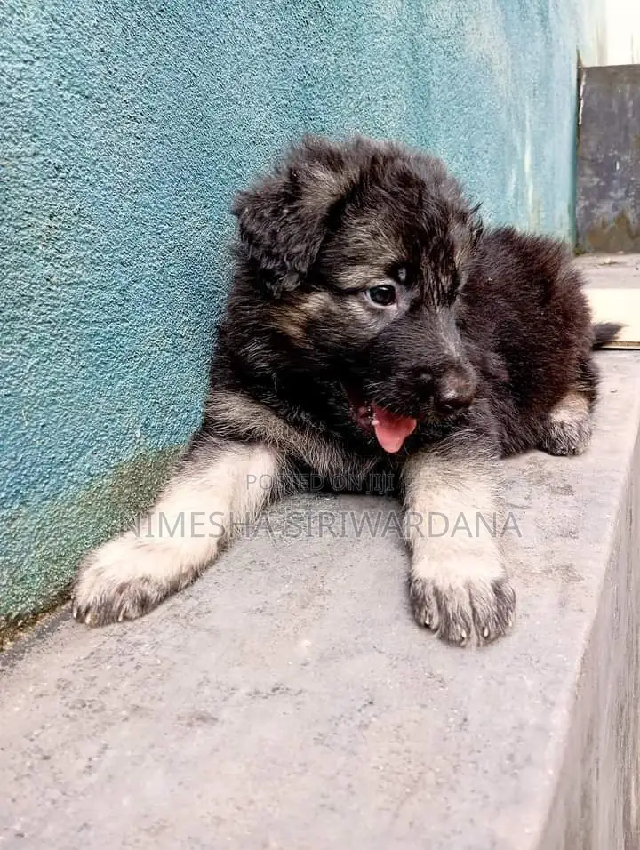 0-1 month Male Purebred German Shepherd