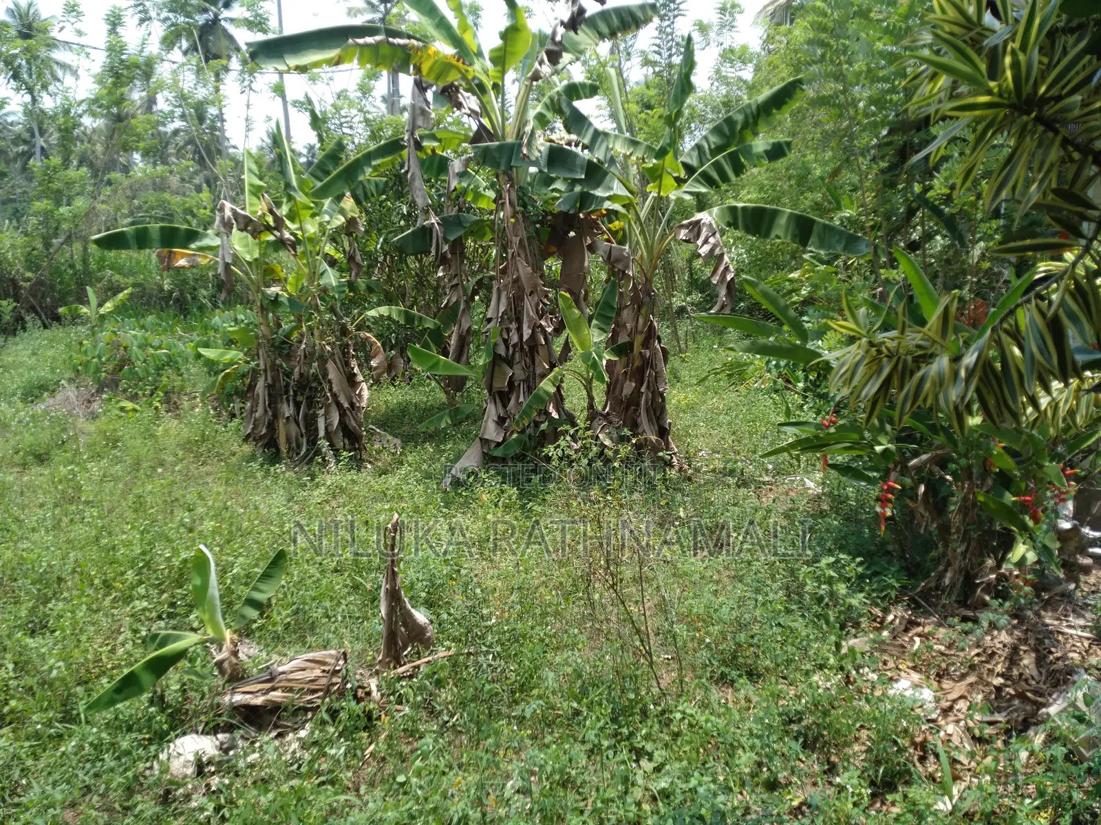 Land for Sale Mirigama 11 Perches