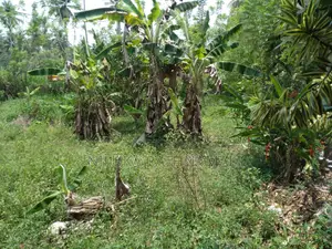 Land for Sale Mirigama 11 Perches