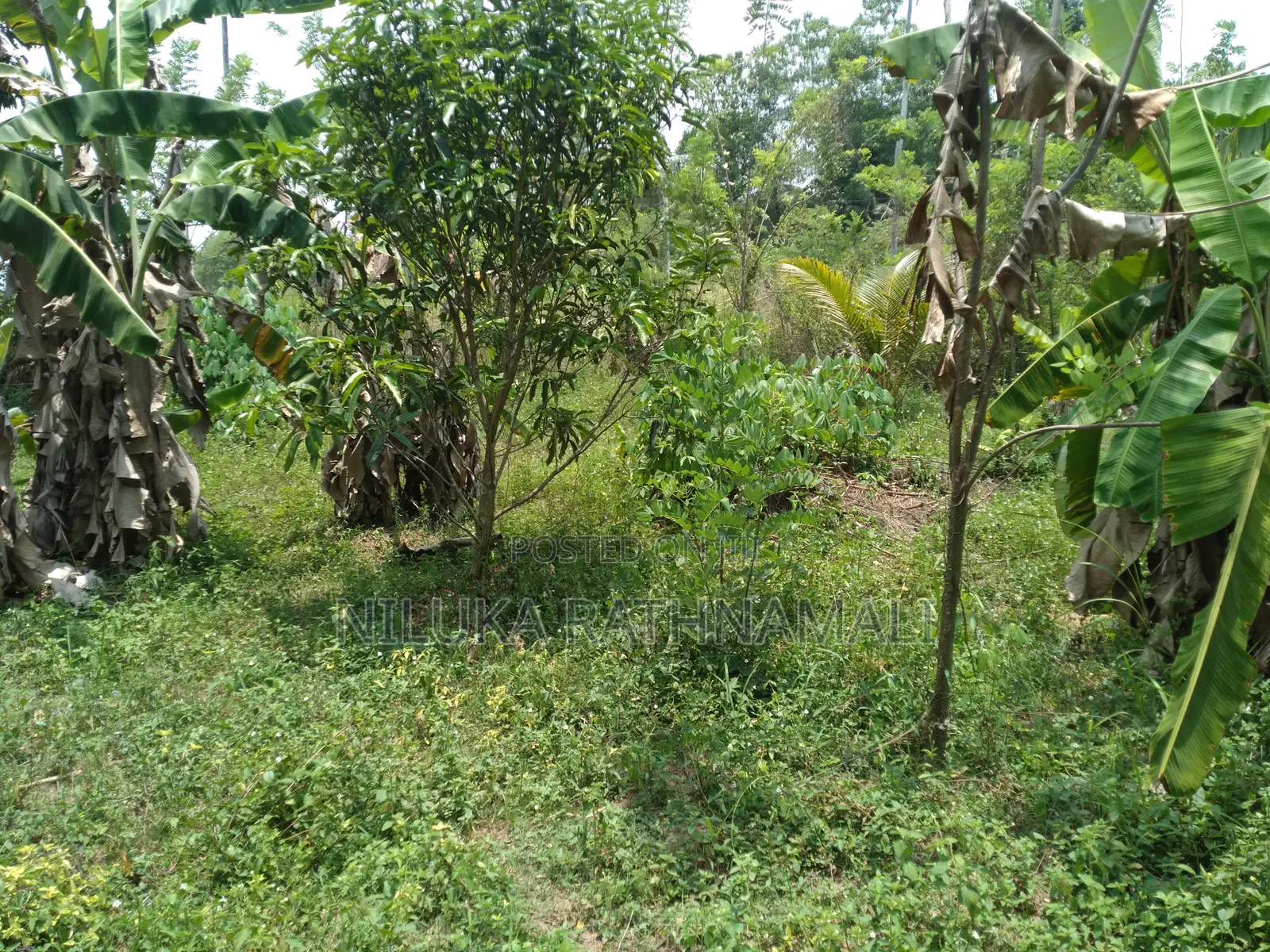 Land for Sale Mirigama 11 Perches
