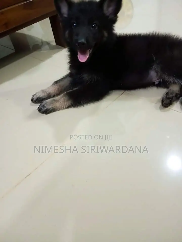 0-1 month Male Purebred German Shepherd