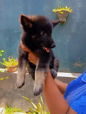 0-1 month Male Purebred German Shepherd