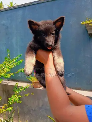 0-1 month Male Purebred German Shepherd