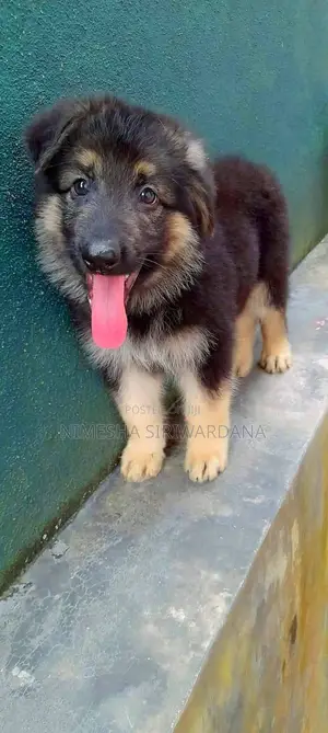 1-3 months Female Purebred German Shepherd