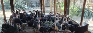 Photo - Country Chicken