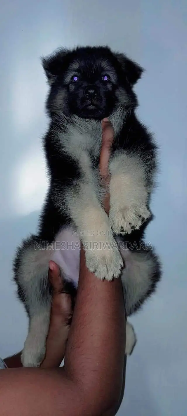 0-1 month Male Purebred German Shepherd