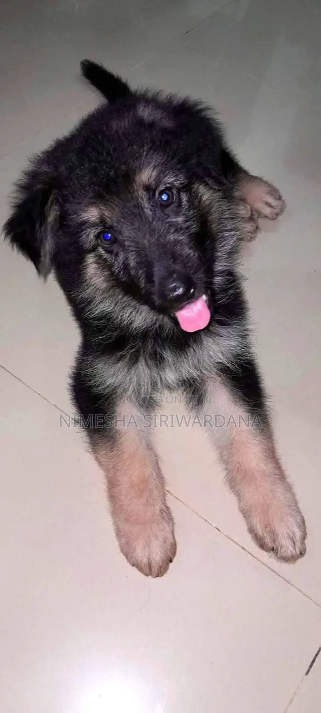 0-1 month Male Purebred German Shepherd