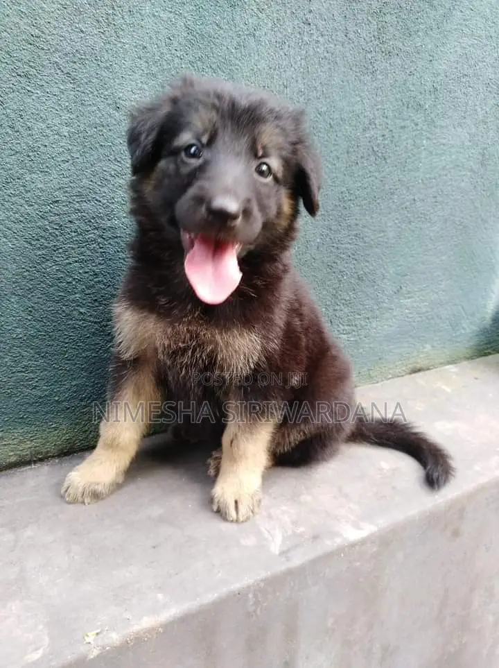 0-1 month Male Purebred German Shepherd