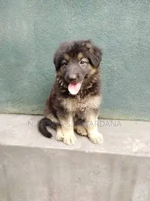 0-1 month Male Purebred German Shepherd