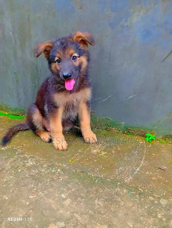 1-3 months Male Purebred German Shepherd
