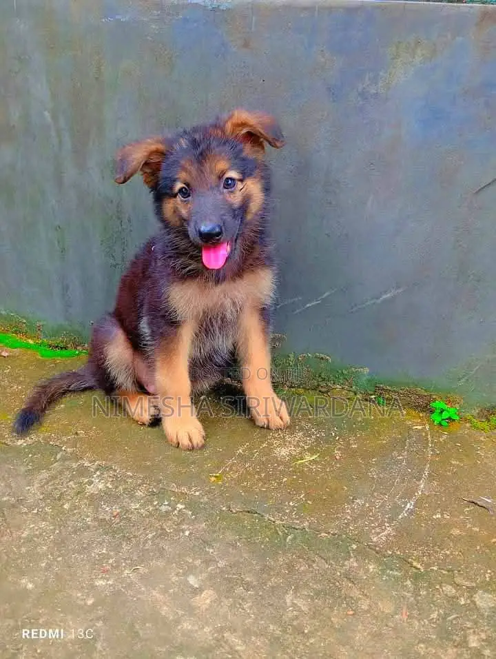 1-3 months Male Purebred German Shepherd