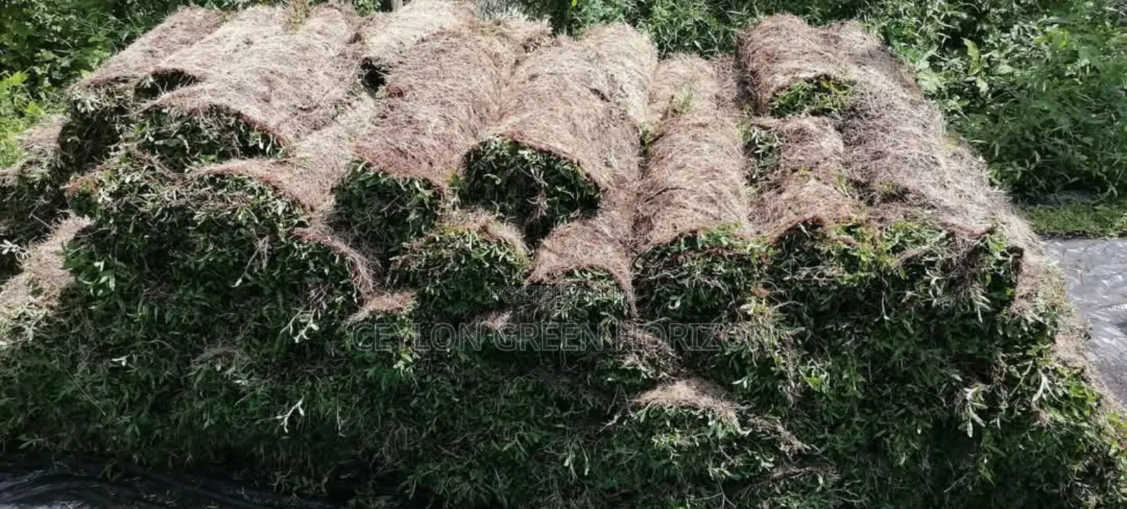 Natural මැලේසියන් තෘණ ගෙවතු උද්‍යාන අලංකරණ සදහා විකිණීමට ඇත.