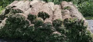 Natural මැලේසියන් තෘණ ගෙවතු උද්‍යාන අලංකරණ සදහා විකිණීමට ඇත.