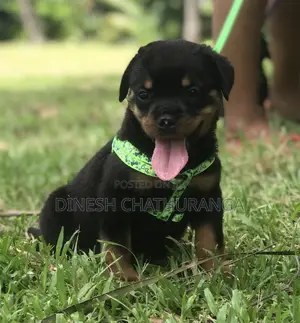 Photo - 1-3 months Male Purebred Rottweiler
