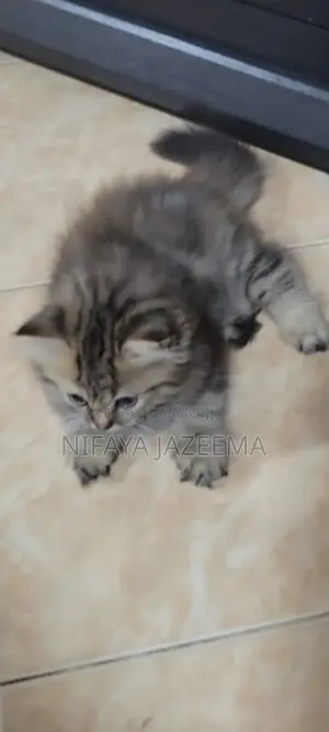 Photo - 1-3 months Female Purebred Persian