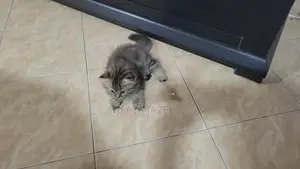 Photo - 1-3 months Female Purebred Persian