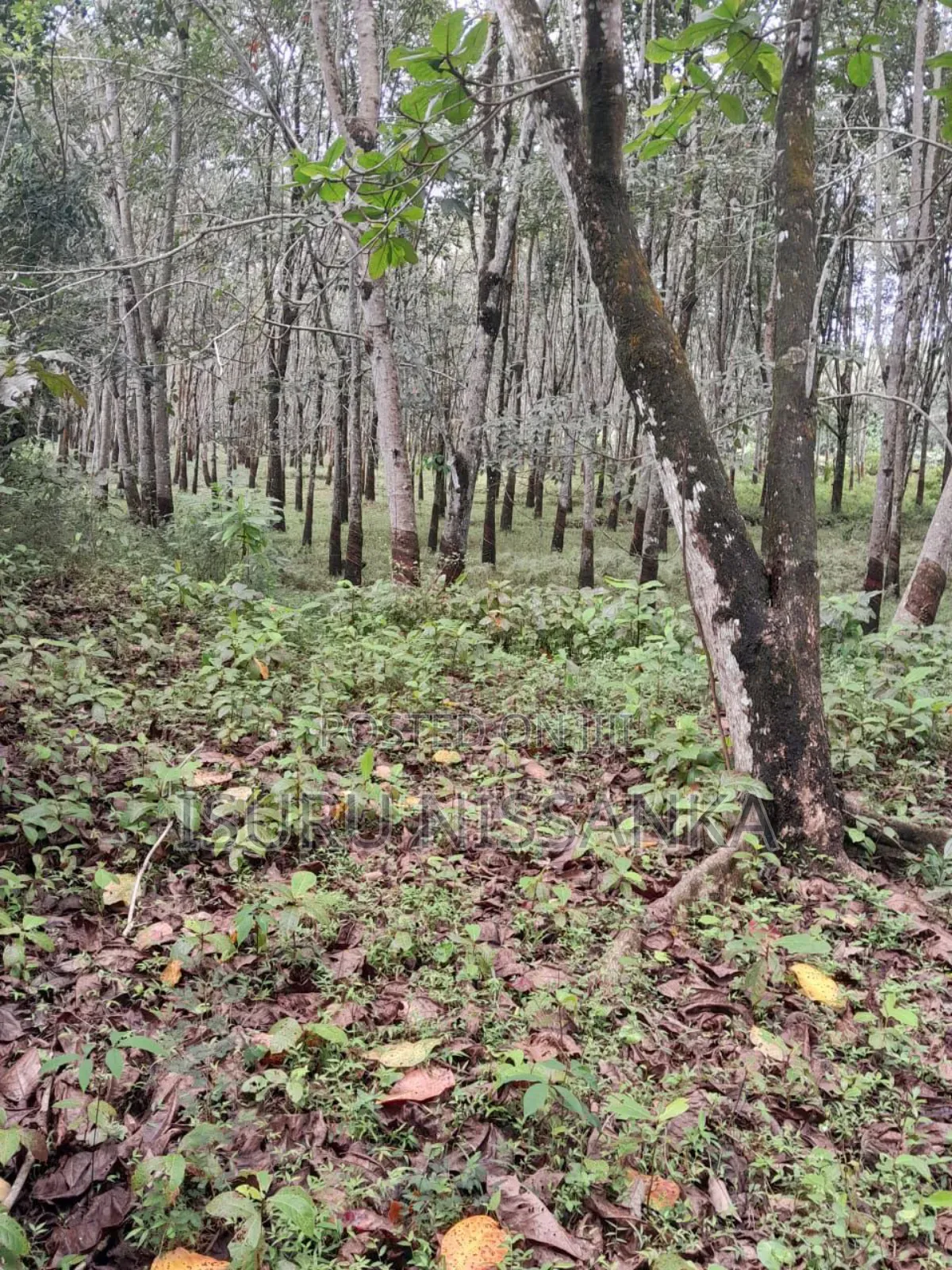 Land for Salewith Rubber Trees